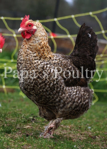Auto-sexing- Marans Golden Cuckoo Female Chick (pullet) (hatch date 02/18/20)