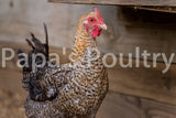 Auto-sexing- Marans Golden Cuckoo Female Chick (pullet) (hatch date 02/18/20)