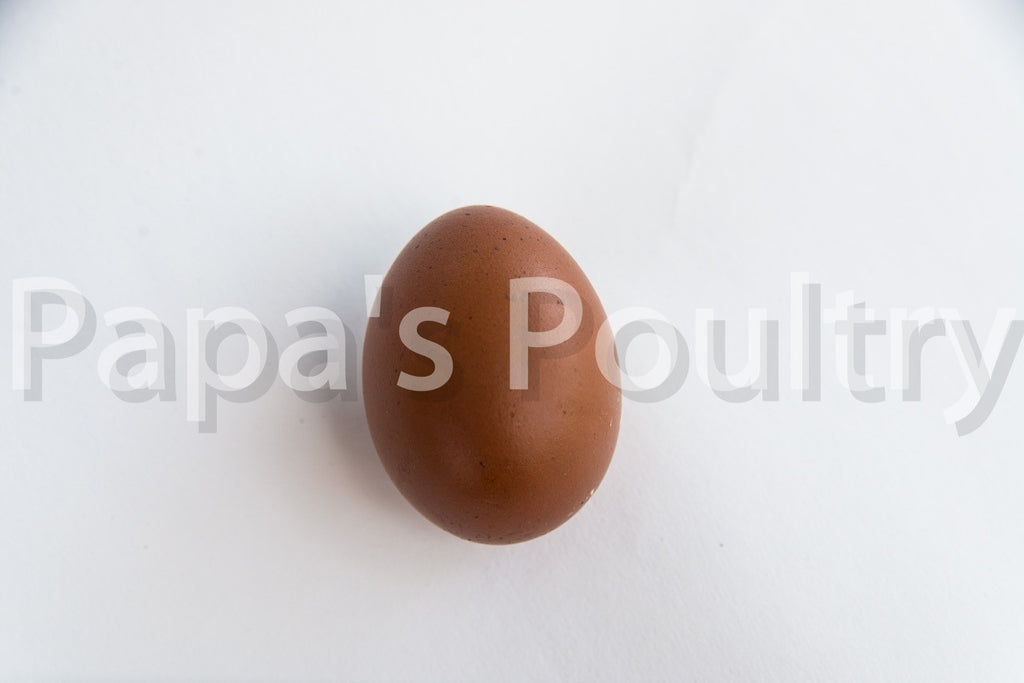 Auto-sexing- Marans Golden Cuckoo Hatching Egg (available now)
