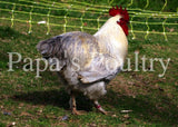 Marans- Black or Black Copper split to Lavender Chick Cross Chick (hatch date 03/02/21) LOCAL PICK UP ONLY