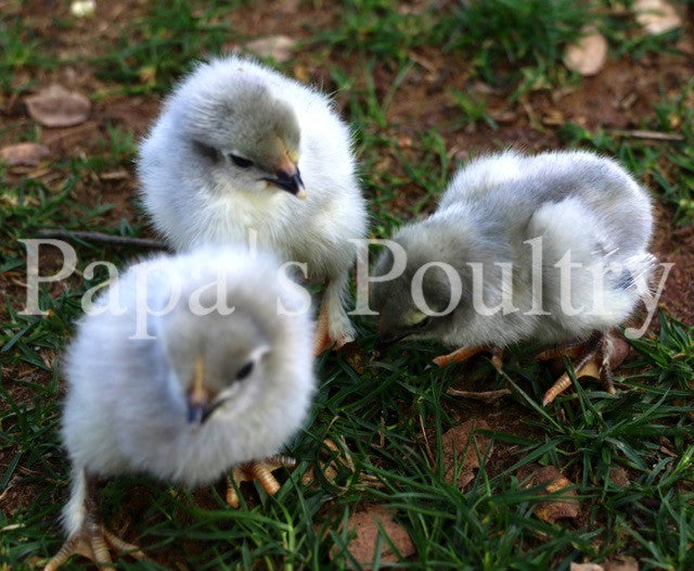 Marans- Black/Black split to Lavender/Lavender (project) Hatching Eggs (available now)