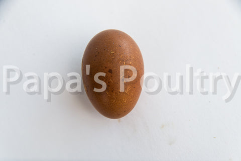 Marans- Blue/Black/Splash Copper Hatching Egg