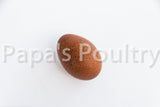 Marans- Blue/Black/Splash Copper Hatching Egg (available now)
