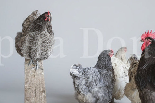 Orpington- Blue, Black, Splash Hatching Egg