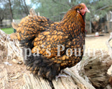 Orpington- Gold Laced Hatching Egg (available now)
