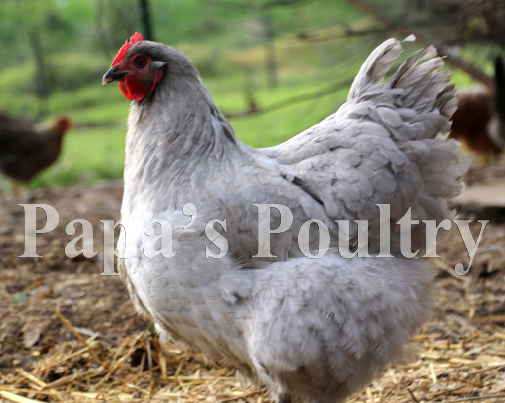 Orpington- Black split to Lavender/Lavender hatching egg – Papa's Poultry