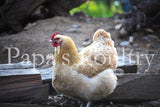 Orpington- Lemon Cuckoo Chick (hatch date 04/13/21)