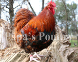 Orpington- Blue Partridge Chick (hatch date 03/26/24)