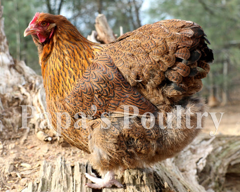 Orpington- Partridge/Blue Partridge Chick (hatch date 06/14/22)