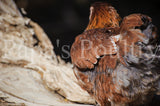 Orpington- Blue, Black, Splash laced red (project) chick (hatch date 06/01/22)