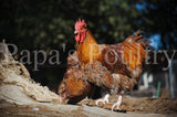 Orpington- Blue, Black, Splash laced red (project) chick (hatch date 06/04/24)