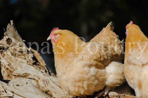 Orpington- Lemon Cuckoo Chick (hatch date 03/26/24)
