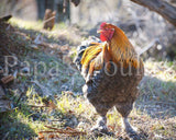 Brahmas- Blue, Black, Splash Partridge Chick (hatch date 05/20/25)
