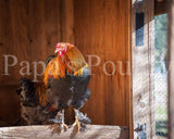 Brahmas- Blue, Black, Splash Partridge Chick (hatch date 05/20/25)