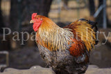 Brahmas- Blue, Black, Splash Partridge Chick (hatch date 05/20/25)
