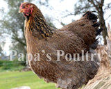 Brahmas- Blue, Black, Splash Partridge Chick (hatch date 05/20/25)