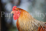 Brahmas- Blue, Black, Splash Partridge Chick (hatch date 05/20/25)