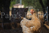 Brahmas- Blue, Black, Splash Partridge Chick (hatch date 05/20/25)