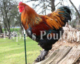 Brahmas- Blue, Black, Splash Partridge Chick (hatch date 05/20/25)