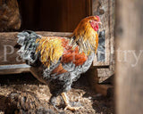 Brahmas- Blue, Black, Splash Partridge Chick (hatch date 05/20/25)