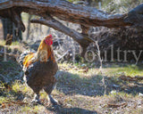 Brahmas- Blue, Black, Splash Partridge Chick (hatch date 05/20/25)