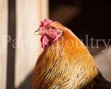Brahmas- Blue, Black, Splash Partridge Chick (hatch date 05/20/25)