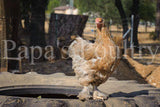 Brahmas- Blue, Black, Splash Partridge Chick (hatch date 05/20/25)