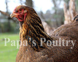 Brahmas- Blue, Black, Splash Partridge Chick (hatch date 05/20/25)