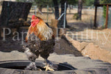 Brahmas- Blue, Black, Splash Partridge Chick (hatch date 05/20/25)