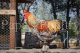 Brahmas- Blue, Black, Splash Partridge Chick (hatch date 05/20/25)