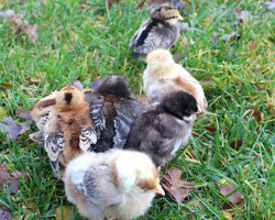 Variety pack of pullets (females)- 6 OR 10 chicks (select ship date)