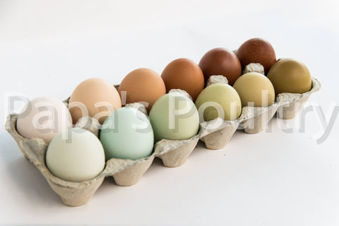 Rainbow Layer Mix Hatching Egg (available now)
