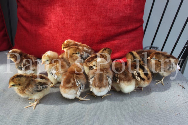 Auto-sexing- Rhodebar Hatching Egg – Papa's Poultry