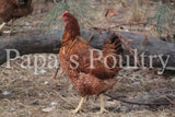 Auto-sexing- Rhodebar Female Chick (pullet) Hatch date 05/31/22