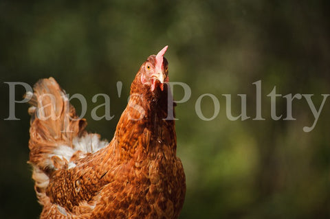 Auto-sexing- Rhodebar Female Chick (pullet) Hatch date 06/04/24