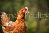 Auto-sexing- Rhodebar Based Olive/Green layer female/pullet chick (hatch date 06/07/22)