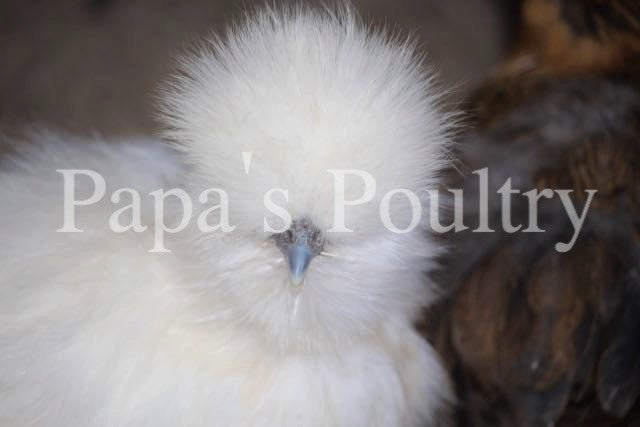 Bantam- Satin Chicks (Hatch Date- 02/24/26)
