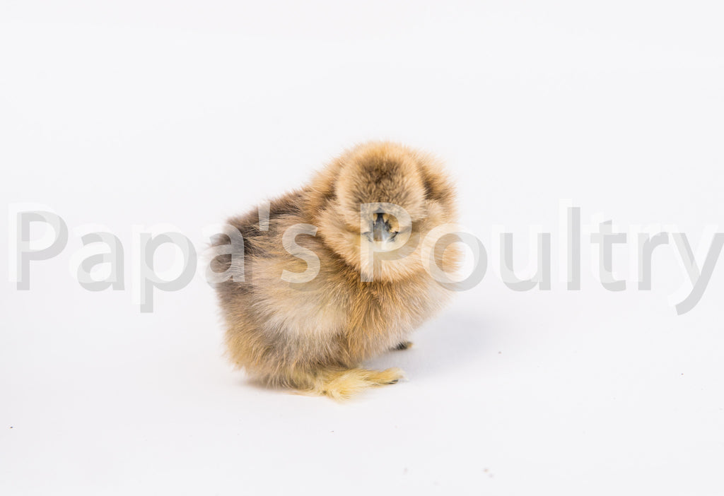 Bantam- Silkie Hatching Egg