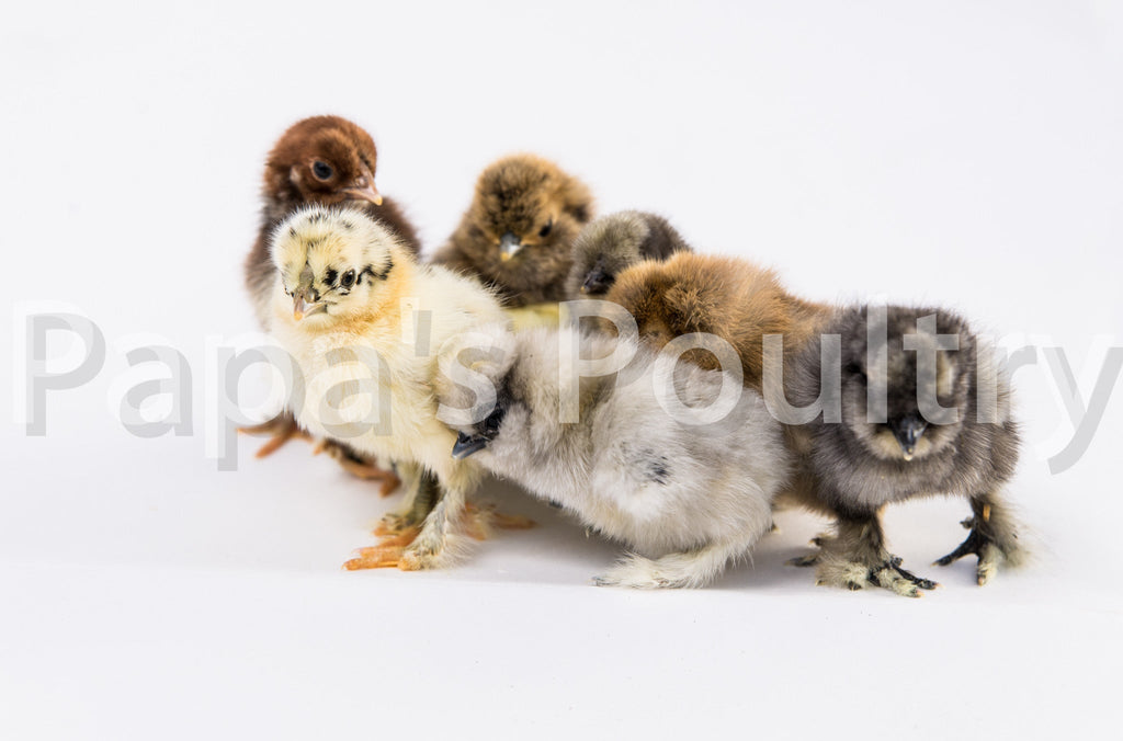Variety Chick Box- 5 chicks (Hatch Date- 04/21/26)