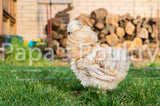Bantam- Silkie/Sizzle/Frilkie Chick (hatch date 11/02/21)