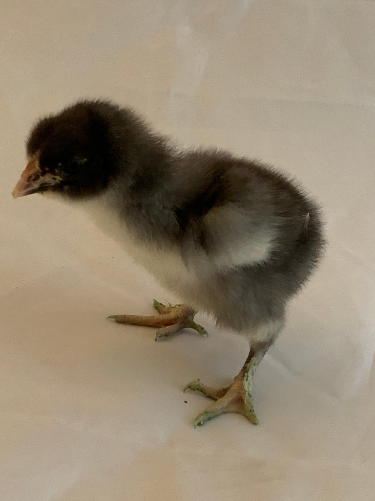 Sex Linked- Olive Egger Female Chick (one day old pullet)
