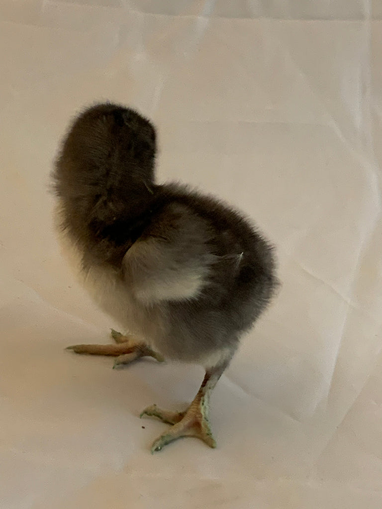 Sex linked- Olive Egger Female Chick (Pullet)- Hatch Date 06/07/22