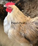 Orpington- Gold Laced split to Isabel Laced (hatch date 04/27/21)