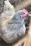 Orpington- Isabel Laced/Gold laced split to Isabel laced hatching eggs (available now)