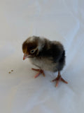 Sex linked- Olive Egger Female Chick (Pullet)- Hatch Date 05/27/25