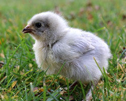 Marans- Lavender Chick (Hatch Date 11/16/21)