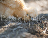 Bantam- Silkie/Satin Frizzled or Smooth Chick (Hatch Date 10/19/21)